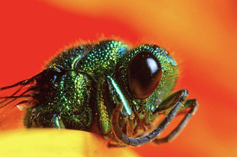 无人,横图,特写,侧面,野生动物,昆虫,非洲雏菊,雏菊,花,自然,动物,摄影,胸腔,黄蜂,复眼,彩图