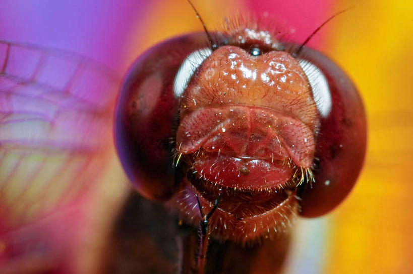 无人,横图,特写,野生动物,蜻蜓,昆虫,自然,动物,摄影,复眼,彩图