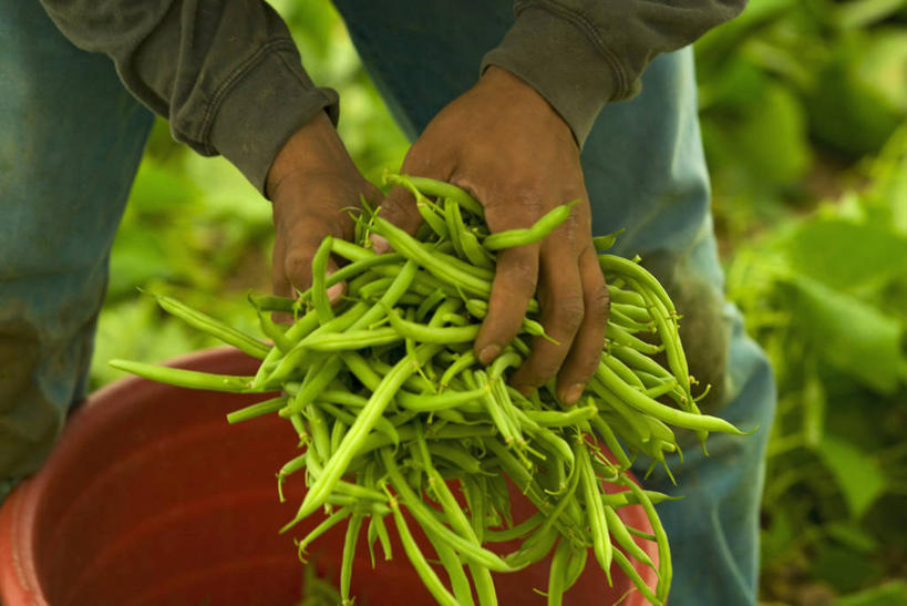 一个人,公园,横图,室外,农业,采摘,蔬菜,美国,朦胧,模糊,田地,饮食,工人,职业,摄影,收获,北美,北美洲,国家公园,美洲,民工,健康食物,佛罗里达,佛罗里达州,佛州,阳光州,北亚美利加洲,亚美利加洲,埃弗格莱兹国家公园,大沼泽国家公园,红花菜豆,大沼泽地国家公园,员工,彩图,美利坚合众国,匠人,劳动者,体力工