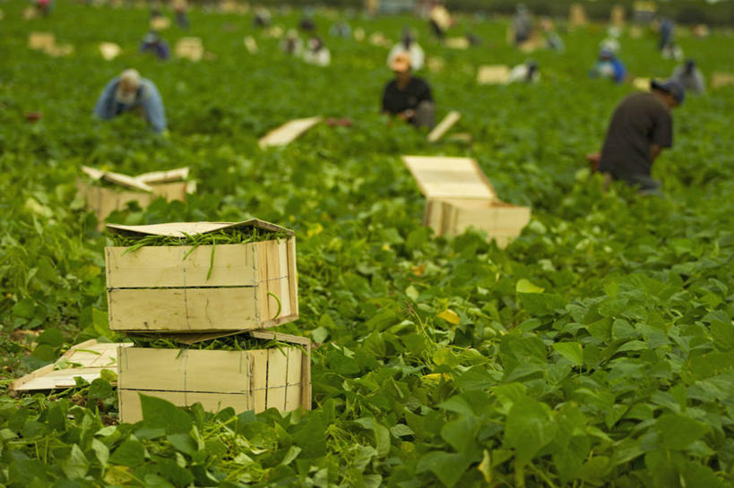 公园,农场,横图,室外,农业,采摘,蔬菜,美国,田地,工人,职业,摄影,生长,收获,北美,北美洲,国家公园,美洲,民工,佛罗里达,佛罗里达州,佛州,阳光州,板条箱,北亚美利加洲,亚美利加洲,埃弗格莱兹国家公园,大沼泽国家公园,红花菜豆,大沼泽地国家公园,员工,青豆,彩图,美利坚合众国,匠人,劳动者,体力工