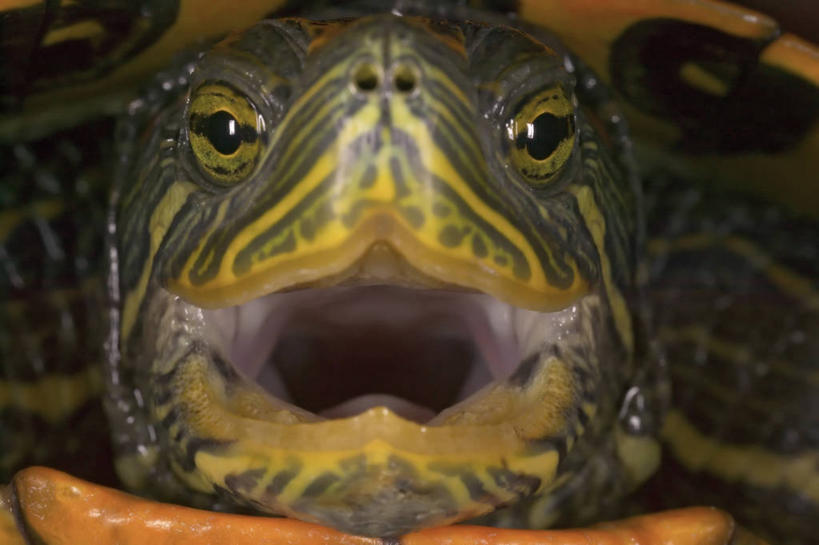 无人,横图,特写,正面,野生动物,对抗,咬,科学,动物,张嘴,摄影,巴西龟,生物学,进攻,张大嘴巴,张开嘴,海龟,彩图