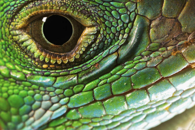 无人,横图,特写,野生动物,蜥蜴,科学,鬣蜥,绿色,动物,摄影,生物学,石龙子,泉龙,猪婆蛇,四脚蛇,蜴,彩图