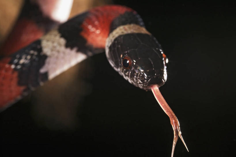 无人,横图,特写,科学,蛇,自然,动物,伸舌头,摄影,生物学,奶蛇,彩图