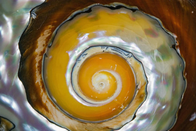 无人,横图,特写,光线,科学,光芒,无脊椎动物,一个,动物,摄影,单个,软体动物,螺线,彩图