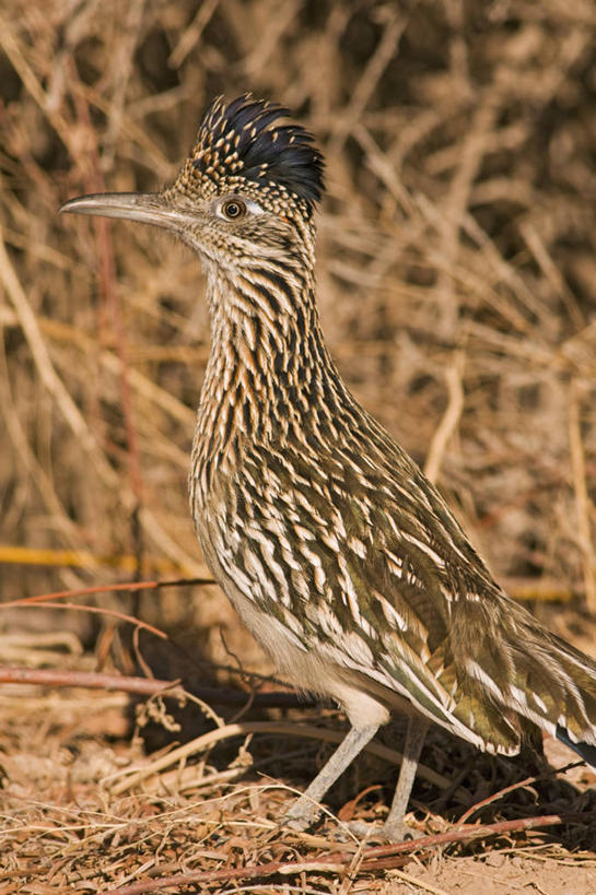 无人,竖图,室外,侧面,野生动物,羽毛,美国,科学,鸟类,自然,动物,摄影,生物学,走鹃,北美,北美洲,美洲,新墨西哥,新墨西哥州,北亚美利加洲,亚美利加洲,迷人之地,迷人之州,国家野生动物保护区,博斯克德尔阿帕奇国家野生动物保护区,彩图,美利坚合众国