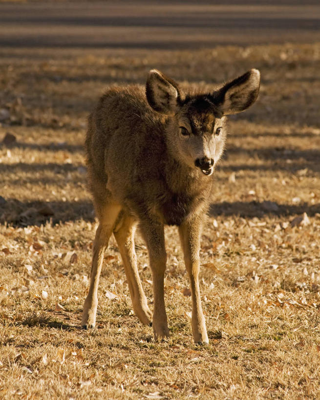 无人,竖图,室外,鹿,野生动物,美国,科学,自然,动物,摄影,生物学,北美,北美洲,国家公园,犹他州,美洲,小鹿,圆顶礁国家公园,北亚美利加洲,亚美利加洲,犹他,蜂窝之州,蜂房州,国会礁脉国家公园,国会礁国家公园,彩图,美利坚合众国