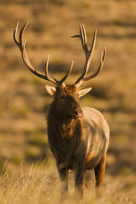 无人,竖图,室外,哺乳动物,野生动物,美国,科学,自然,动物,摄影,生物学,国家公园,鹿角,觅食,德克萨斯,加拿大马鹿,马鹿,彩图