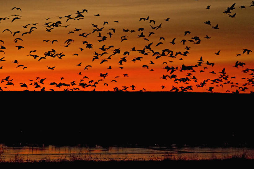 无人,横图,室外,日落,水,鹅,野生动物,美国,一群,许多,科学,鸟类,池塘,很多,飞,自然,动物,摄影,水禽,迁徙,生物学,雪雁,北美,北美洲,美洲,剪影,新墨西哥,新墨西哥州,北亚美利加洲,亚美利加洲,迷人之地,迷人之州,国家野生动物保护区,博斯克德尔阿帕奇国家野生动物保护区,彩图,美利坚合众国