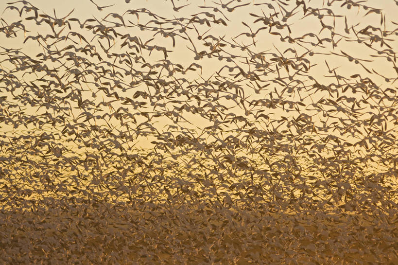 无人,横图,室外,日出,鹅,野生动物,美国,许多,科学,鸟类,很多,飞,自然,动物,摄影,水禽,迁徙,生物学,雪雁,北美,北美洲,美洲,新墨西哥,新墨西哥州,北亚美利加洲,亚美利加洲,迷人之地,迷人之州,国家野生动物保护区,博斯克德尔阿帕奇国家野生动物保护区,彩图,美利坚合众国