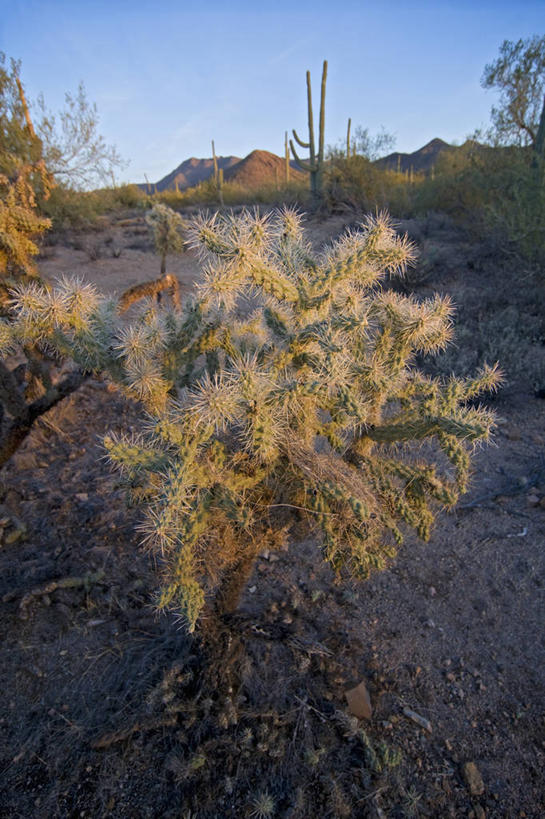 无人,竖图,特写,日落,沙漠,仙人掌,美国,科学,自然,摄影,亚利桑那,北美,北美洲,国家公园,美洲,亚利桑那州,大峡谷之州,北亚美利加洲,亚美利加洲,萨瓜罗国家公园,皮马县,彩图,美利坚合众国