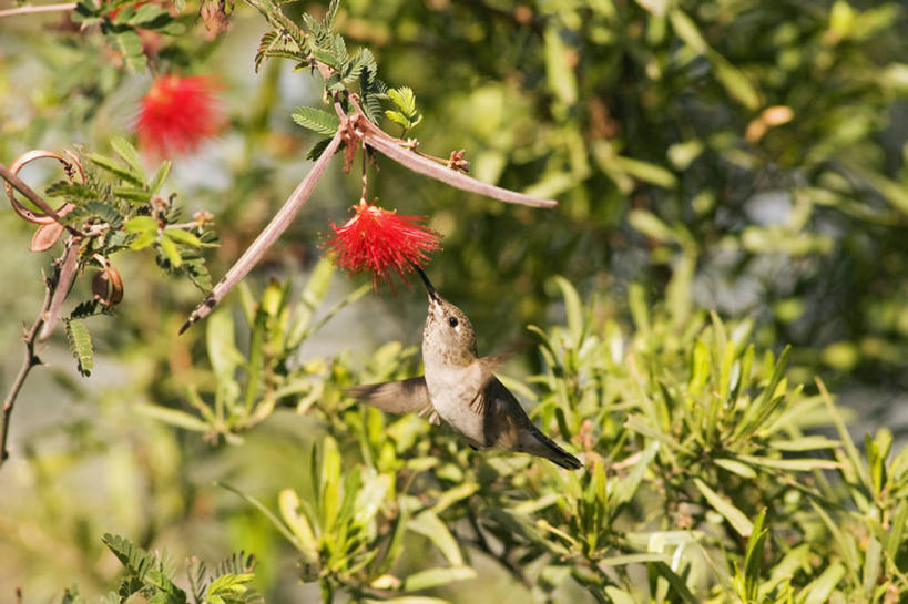 无人,横图,室外,侧面,蜂鸟,野生动物,羽毛,美国,科学,鸟类,飞,花,自然,动物,摄影,灌木,生物学,亚利桑那,北美,北美洲,国家公园,美洲,授粉,亚利桑那州,大峡谷之州,北亚美利加洲,亚美利加洲,萨瓜罗国家公园,喂养,朱缨花,皮马县,彩图,美利坚合众国