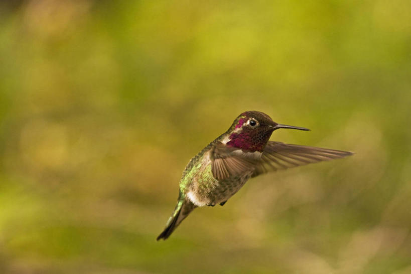 无人,横图,室外,侧面,蜂鸟,野生动物,羽毛,美国,科学,鸟类,飞,自然,动物,摄影,生物学,亚利桑那,北美,北美洲,国家公园,美洲,亚利桑那州,大峡谷之州,北亚美利加洲,亚美利加洲,萨瓜罗国家公园,皮马县,彩图,美利坚合众国