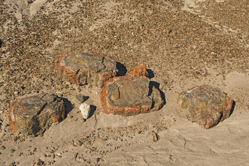 无人,横图,特写,沙漠,美国,科学,化石,地形,树,摄影,亚利桑那,国家公园,地质学,矿物质,石化森林国家公园,彩图,石化木