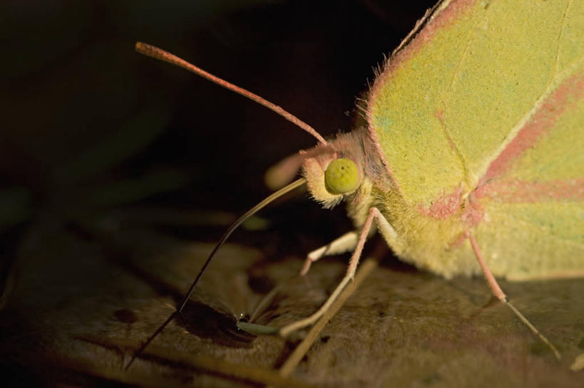 无人,横图,室外,特写,侧面,水,野生动物,美国,喝,科学,昆虫,自然,动物,摄影,生物学,蛾,德克萨斯,彩图
