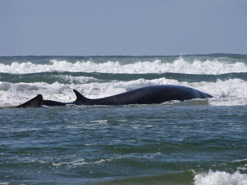 无人,横图,海浪,海洋,野生动物,美国,动物,波浪,摄影,鲸,迷路,彩图,汽车抛锚