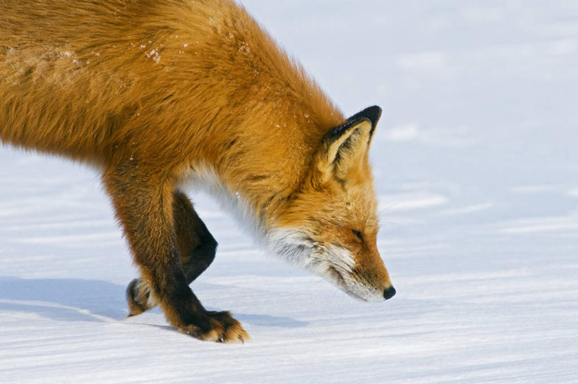 无人,横图,室外,侧面,智慧,北极,雪,全球变暖,哺乳动物,狐狸,野生动物,美国,捕食,自然,动物,摄影,生物学,杂食动物,搜寻,红狐,步行,彩图