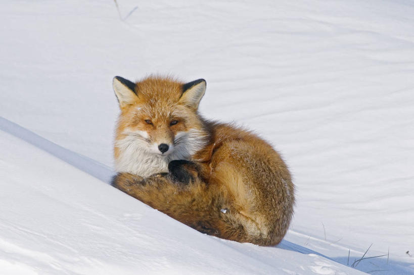 无人,坐,横图,室外,智慧,北极,雪,全球变暖,哺乳动物,狐狸,野生动物,美国,捕食,冰,冬天,自然,动物,休息,摄影,气象,生物学,气候,杂食动物,红狐,彩图
