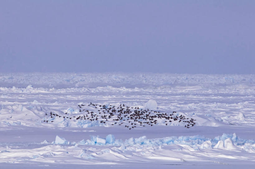 无人,横图,室外,北极,全球变暖,野生动物,美国,一群,许多,鸟类,鸭子,冰,很多,飞,自然,动物,浮冰,摄影,气象,水禽,迁徙,生物学,气候,王绒鸭,绒鸭,彩图,冰架