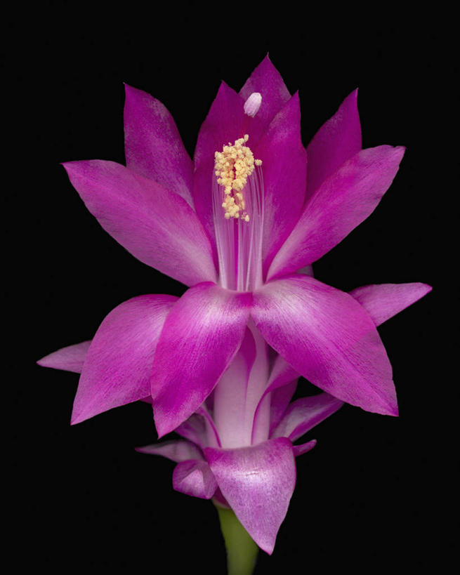 无人,竖图,美景,仙人掌,黑色背景,科学,景观,花,花瓣,自然,景色,摄影,影棚,生物学,雄蕊,自然风光,摄影棚,圣诞仙人掌,彩图,影棚拍摄,拍摄