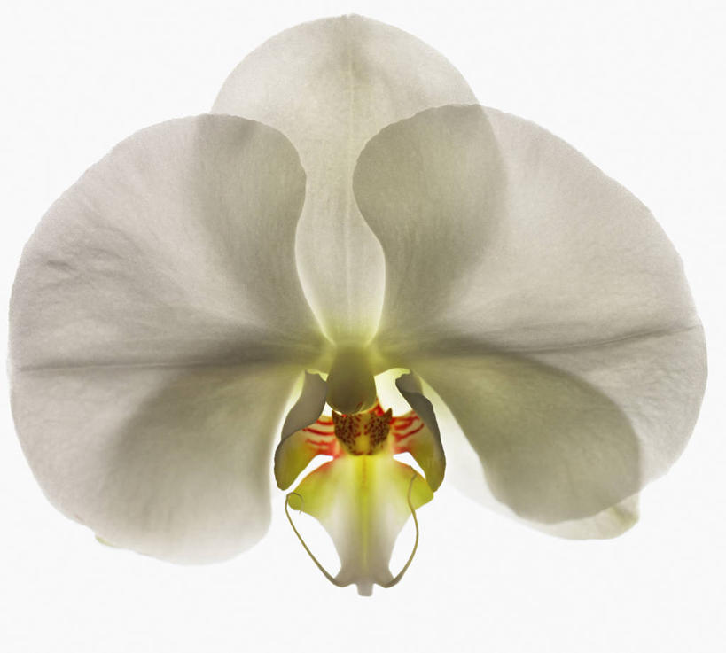 无人,横图,白色背景,美景,蝴蝶兰,科学,景观,花,花瓣,白色,自然,景色,摄影,影棚,生物学,自然风光,摄影棚,兰花,彩图,影棚拍摄,拍摄