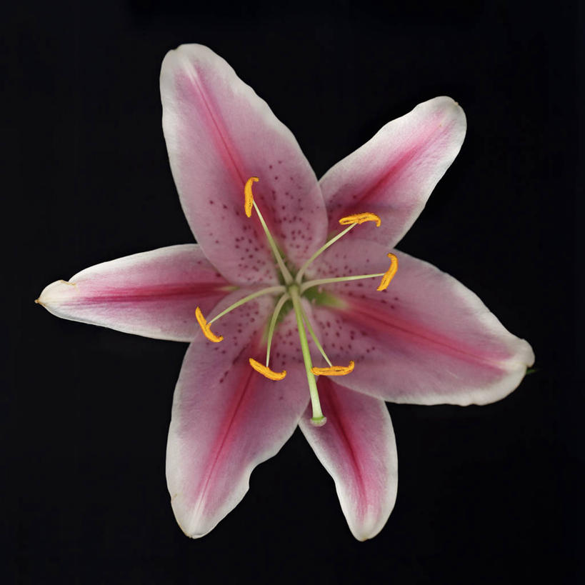 无人,方图,运动模糊,时尚,美景,百合花,黑色背景,科学,景观,花,花瓣,粉色,自然,星形,景色,摄影,影棚,生物学,雄蕊,自然风光,摄影棚,强瞿,百合,倒仙,番韭,山丹,彩图,影棚拍摄,拍摄