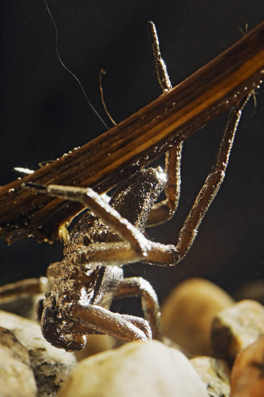 无人,竖图,特写,水下,野生动物,科学,捕食,蜘蛛,动物,摄影,生物学,濒危物种,彩图,弱点,动物学