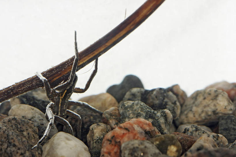 无人,横图,特写,水下,野生动物,科学,捕食,蜘蛛,动物,摄影,生物学,濒危物种,彩图,弱点,动物学