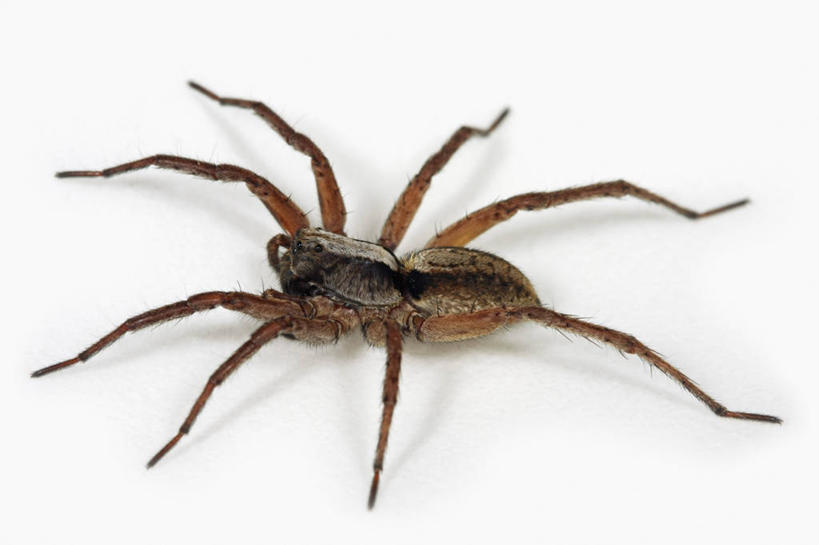 无人,横图,俯视,特写,白色背景,野生动物,科学,捕食,蜘蛛,无脊椎动物,动物,摄影,影棚,生物学,摄影棚,节肢动物,狼蛛,彩图,高角度拍摄,影棚拍摄,拍摄,动物学