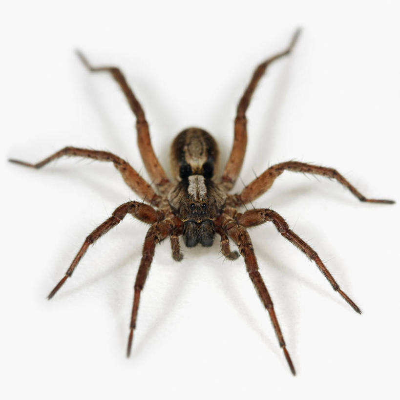 无人,方图,俯视,特写,白色背景,正面,野生动物,科学,捕食,蜘蛛,无脊椎动物,动物,摄影,影棚,生物学,摄影棚,节肢动物,狼蛛,彩图,高角度拍摄,影棚拍摄,拍摄,动物学