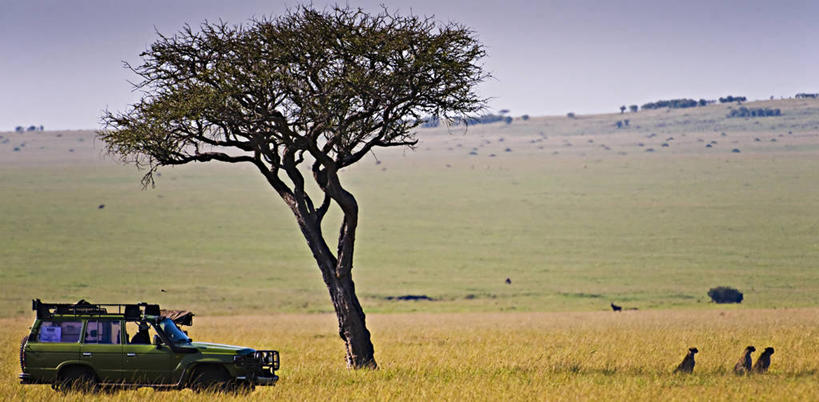 一个人,公园,横图,全景,旅游,越野车,汽车,野生动物,非洲,肯尼亚,三只,捕食,车,风景,自然,动物,交通工具,平原,摄影,观看,生物学,知识,国家公园,载具,录像,吉普车,生存,阿非利加洲,肯尼亚共和国,马赛马拉国家公园,金合欢树,猎豹,彩图,旅行,马赛马拉,马赛马拉国家保护区,马赛马拉国家野生动物保护区,路虎,动物行为