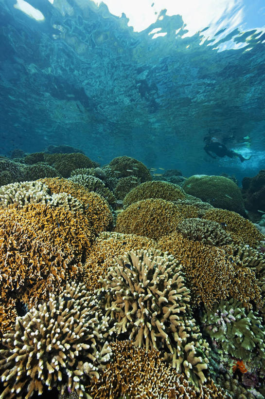 一个人,竖图,水下,海洋,野生动物,印度尼西亚,珊瑚,无脊椎动物,自然,动物,摄影,环境,硬珊瑚,刺胞动物,浮潜,暗礁,彩图,旅行