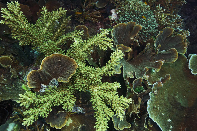 无人,横图,水下,海洋,野生动物,印度尼西亚,珊瑚,自然,动物,摄影,环境,暗礁,彩图