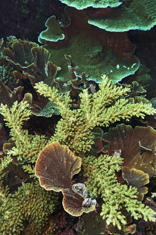 无人,竖图,水下,海洋,野生动物,印度尼西亚,珊瑚,自然,动物,摄影,环境,暗礁,彩图