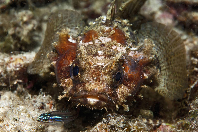 无人,横图,特写,正面,水下,海洋,野生动物,印度尼西亚,捕食,鱼类,动物,两只,摄影,天竺鲷,咸水鱼,彩图