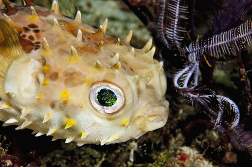 无人,横图,特写,水下,海洋,野生动物,印度尼西亚,锐利,斑点,鱼类,动物,摄影,河豚,锋利,尖锐,咸水鱼,大斑刺鲀,彩图