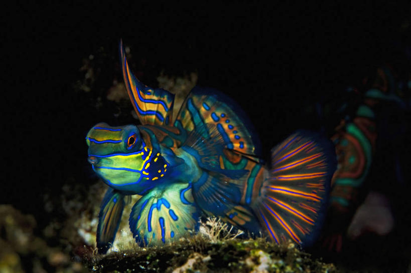 无人,横图,彩色,夜晚,水下,海洋,野生动物,印度尼西亚,动物,摄影,五颜六色,色彩斑斓,五彩缤纷,咸水鱼,五彩斑斓,鳜鱼,五光十色,彩图