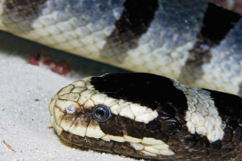 无人,横图,特写,侧面,水下,海洋,野生动物,印度尼西亚,条纹,蛇,动物,海蛇,摄影,彩图