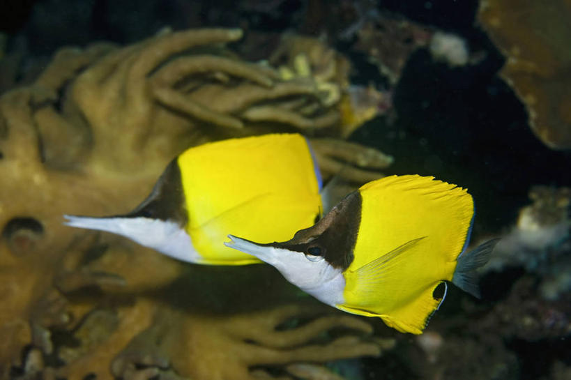 无人,横图,侧面,水下,海洋,野生动物,印度尼西亚,珊瑚,一对,鱼类,动物,两只,摄影,咸水鱼,黄镊口鱼,暗礁,彩图