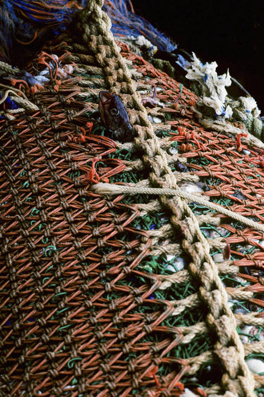 无人,竖图,美国,食品,工业,摄影,鱼网,黄线狭鳕,海产,彩图