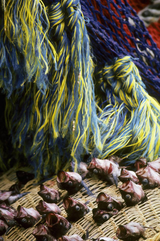 无人,竖图,美国,食品,工业,摄影,鱼网,黄线狭鳕,海产,彩图