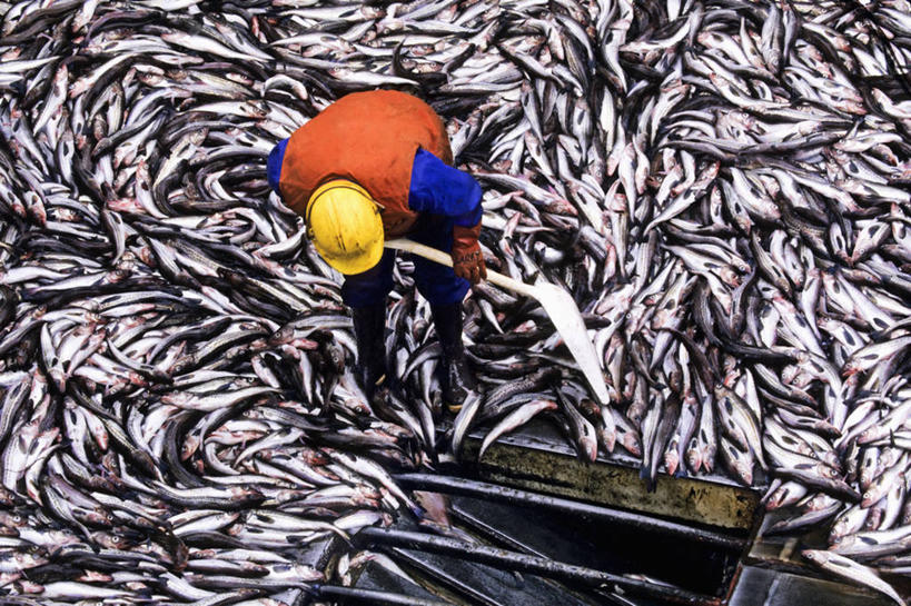 西方人,成年人,一个人,横图,欧洲,美国,欧洲人,仅一个男性,仅一个人,一群,许多,食品,很多,仅一个年轻男性,工业,摄影,黄线狭鳕,危险,男人,男性,年轻男性,白种人,年轻人,海产,彩图