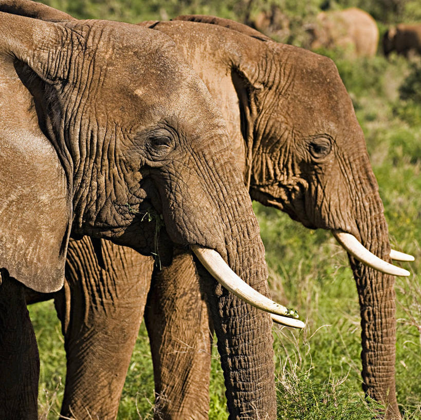 无人,横图,方图,侧面,野生动物,非洲,肯尼亚,长牙,自然,动物,两只,摄影,生物学,濒危物种,象,彩图,动物学