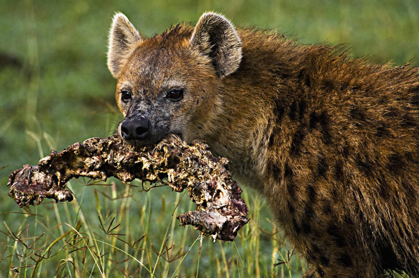 无人,吃,横图,特写,侧面,野生动物,非洲,肯尼亚,生气,自然,动物,愤怒,摄影,恼怒,生物学,愤慨,暴力,怒气,气愤,发怒,怒火,运送,情绪,脾气,鬣狗,忿怒,怨恨,强烈,斑点土狼,气忿,愤恨,肝火,激动,脊柱,颈,彩图,动物学