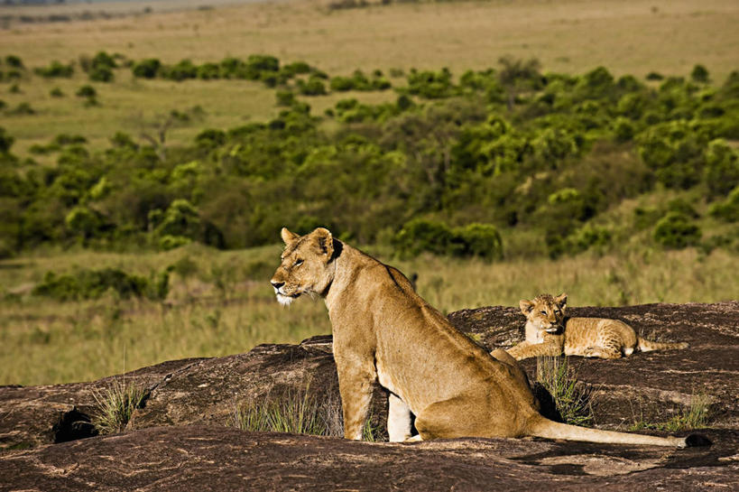 无人,公园,横图,俯视,侧面,哺乳动物,野生动物,狮子,非洲,肯尼亚,雌狮,狮群,捕食,自然,动物,平原,两只,摄影,观看,生物学,国家公园,幼兽,凶猛,阿非利加洲,肯尼亚共和国,马赛马拉国家公园,残暴,凶残,岩石,彩图,高角度拍摄,马赛马拉,马赛马拉国家保护区,马赛马拉国家野生动物保护区,动物学
