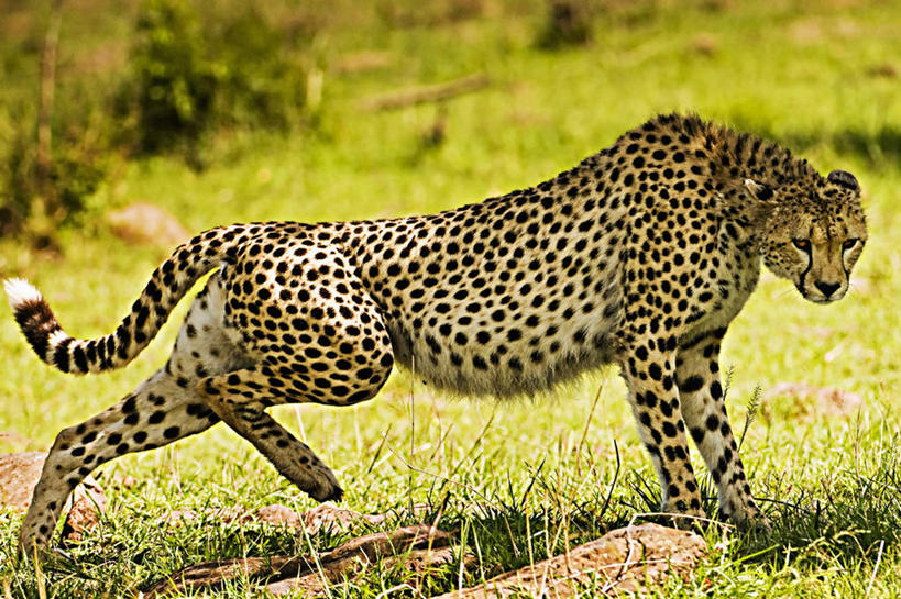 无人,公园,横图,侧面,野生动物,非洲,肯尼亚,伸展,捕食,自然,动物,摄影,生物学,国家公园,伪装,阿非利加洲,肯尼亚共和国,马赛马拉国家公园,危险,猎豹,彩图,马赛马拉,马赛马拉国家保护区,马赛马拉国家野生动物保护区,动物学