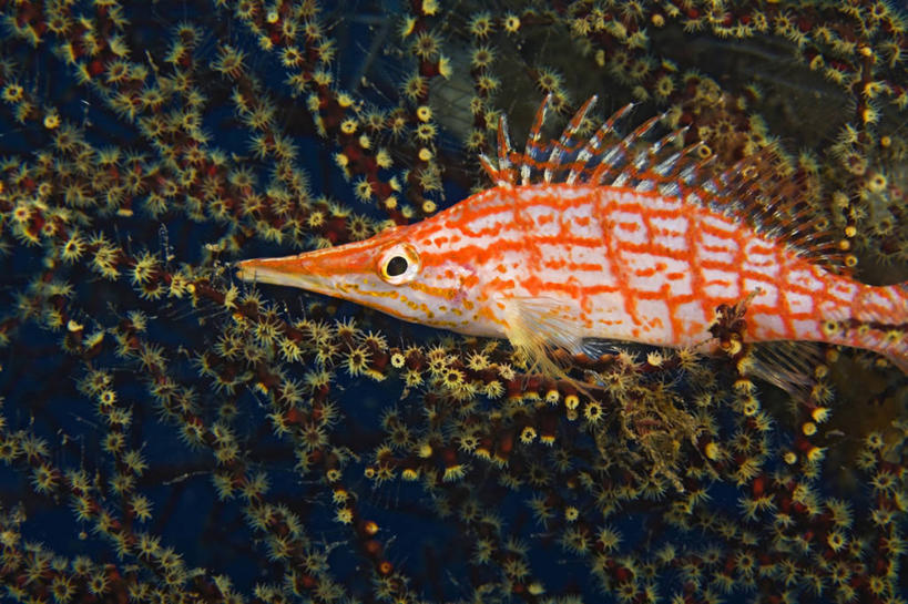 无人,横图,侧面,野生动物,印度尼西亚,海洋生物,无脊椎动物,动物,摄影,腔肠动物,柳珊瑚,软珊瑚,珊瑚虫,石帆,海团扇,彩图