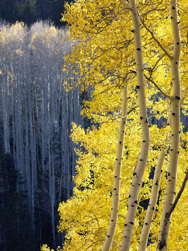 无人,竖图,美国,树皮,黄色,白色,季节,摄影,生物学,白杨树,改变,白杨,美洲白杨,科罗拉多州,洛矶山脉,大叶杨,圣胡安山脉,秋天,彩图,颤杨,冲天杨,响杨