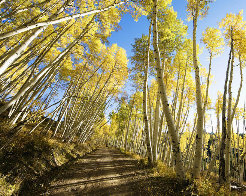 无人,横图,室外,度假,旅途,路,美国,黄色,摄影,生活方式,梦想,美洲白杨,科罗拉多州,洛矶山脉,圣胡安山脉,秋天,休闲活动,彩图