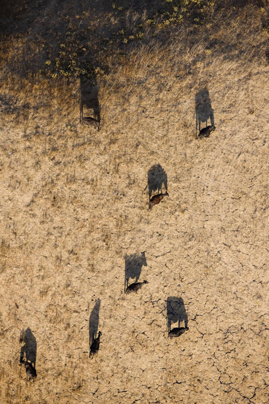 无人,竖图,俯视,航拍,室外,白天,农业,日落,山,牛,美国,阴影,地球,动物,家畜,摄影,鸟瞰,加利福尼亚,肉牛,圣芭芭拉,彩图,高角度拍摄