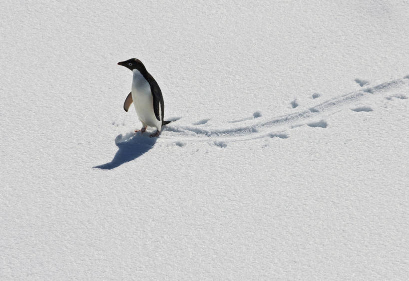 无人,横图,室外,留白,侧面,雪,企鹅,野生动物,脚印,鸟类,自然,动物,可爱,摄影,活泼,气象,气候,帽带企鹅,南极洲,南极半岛,胡须企鹅,颊带企鹅,彩图